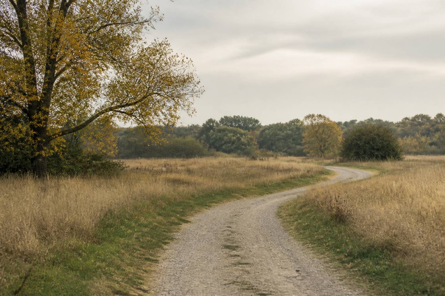Chemin serpentant dans un paysage aux feuilles dorées