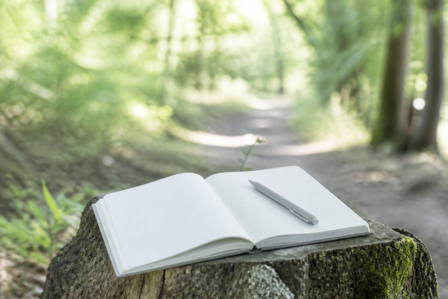 Carnet de notes pose sur une souche avec un sentier forestier en arriere-plan