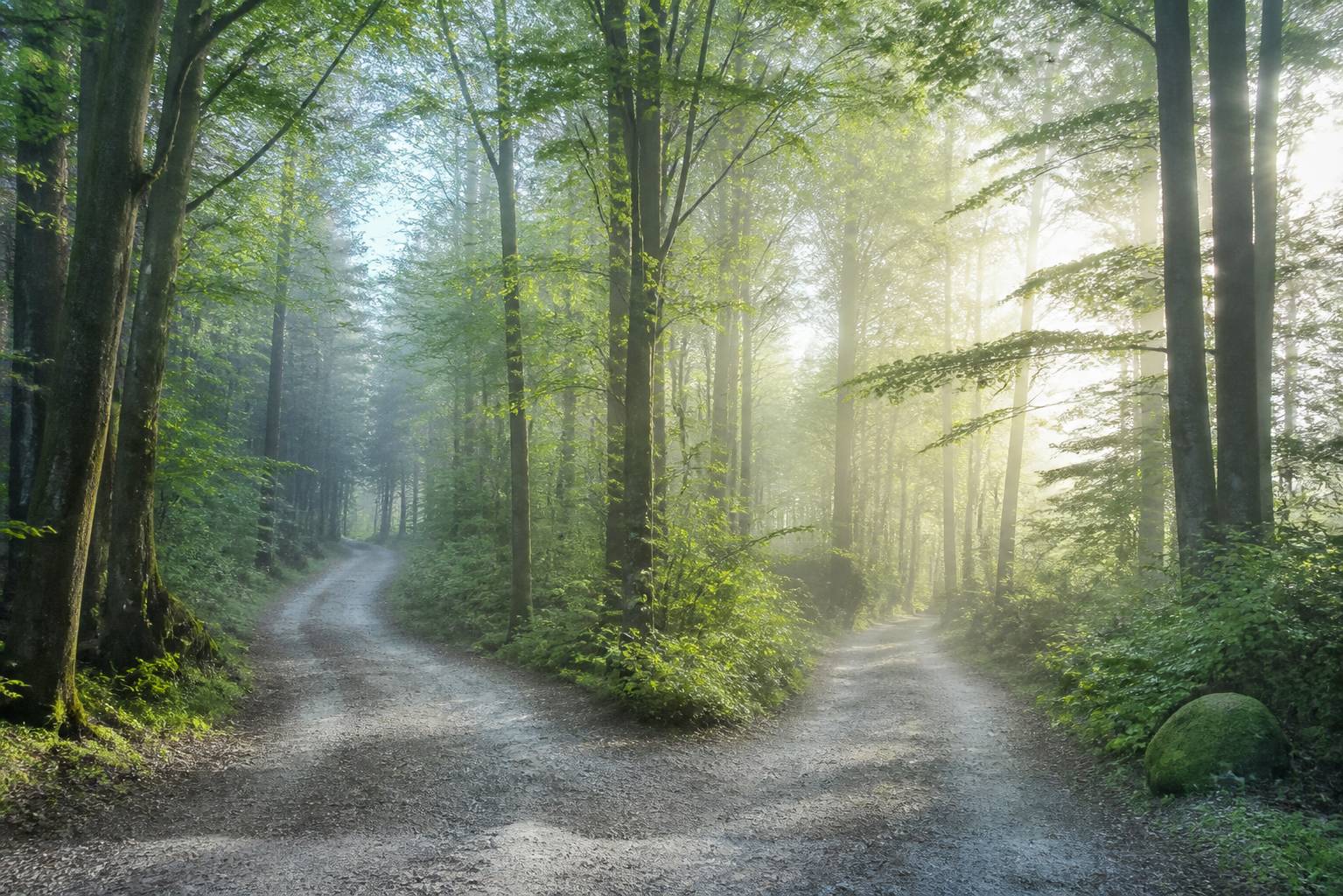 Chemin forestier qui se divise en deux directions, symbole de choix de vie