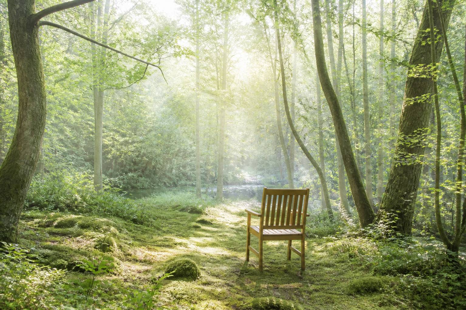 Chaise en bois installee dans une clairiere, evoquant une seance de therapie en foret