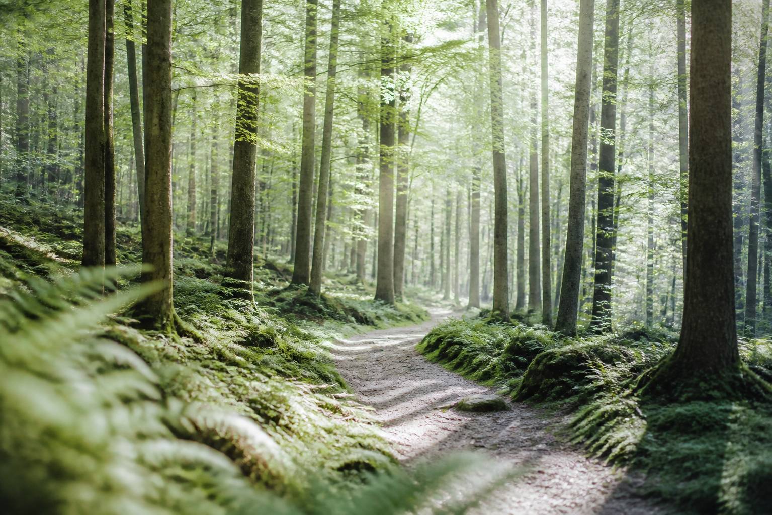 Sylvothérapie : les meilleurs livres pour se reconnecter à la forêt