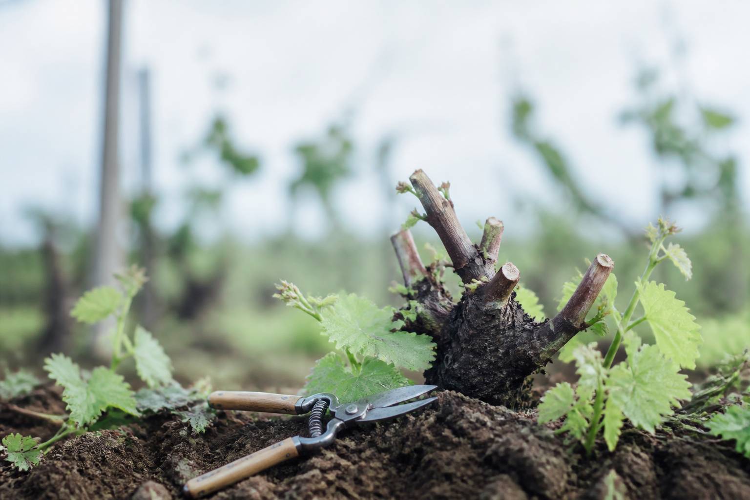 Cep de vigne avec un sécateur posé près des sarments